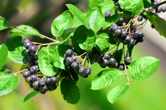 Aronia x prunifolia 'Elata', 30-50 cm (Barrot) – bild 2