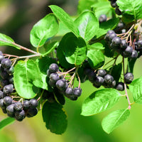 Aronia x prunifolia 'Elata', 30-50 cm (Barrot) – bild 2