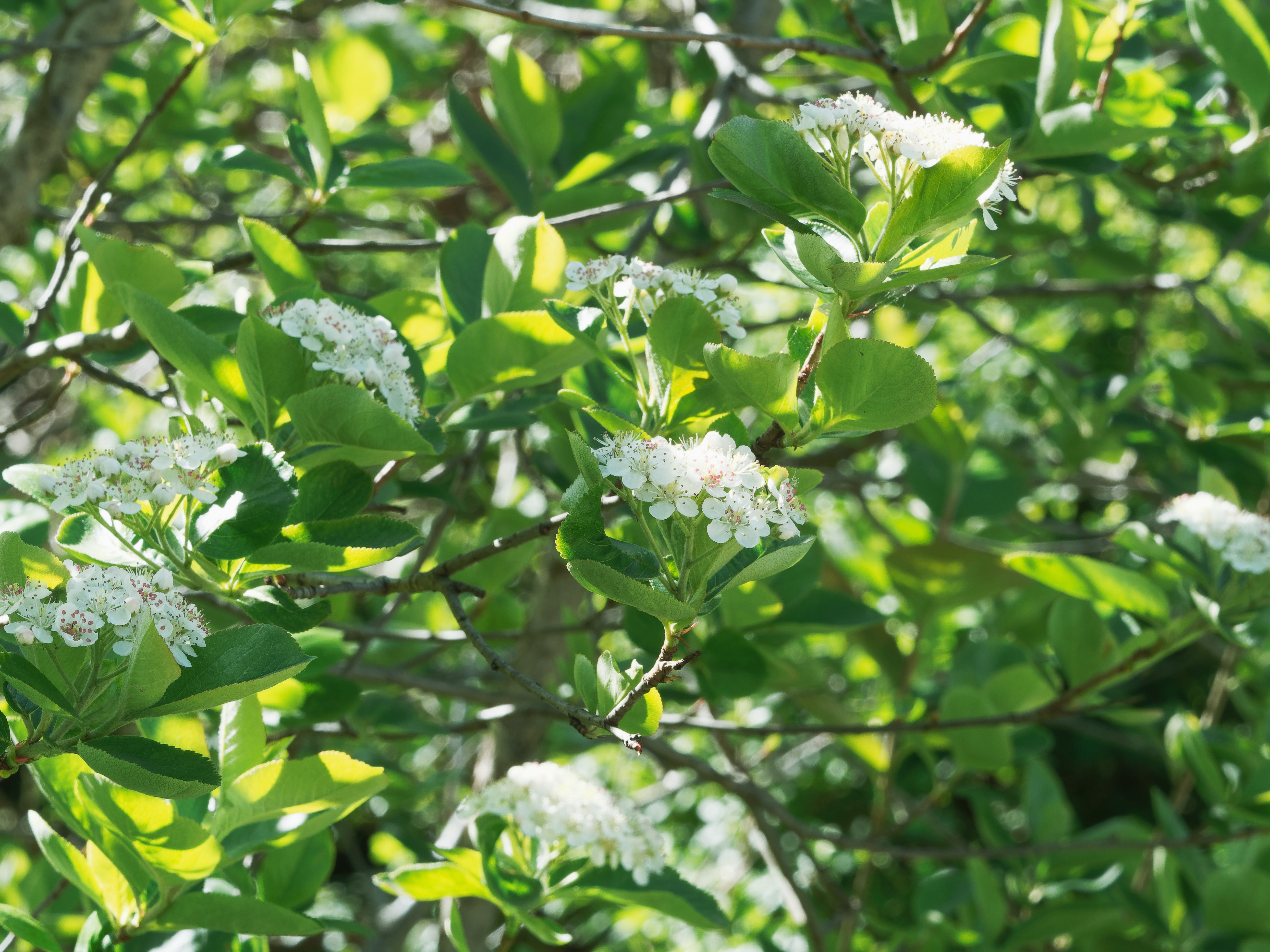 Aronia x prunifolia 'Elata', 30-50 cm (Barrot) – bild 1