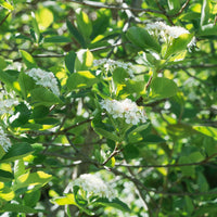 Aronia x prunifolia 'Elata', 30-50 cm (Barrot) – bild 5
