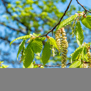 Betula pendula, 60-100 cm (Barrot) – bild 1