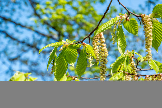 Betula pendula, 60-100 cm (Barrot) – bild 1