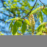 Betula pendula, 60-100 cm (Barrot) – bild 1