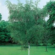 Betula pendula, 60-100 cm (Barrot) – bild 2