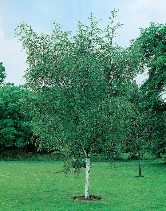 Betula pendula, 60-100 cm (Barrot) – bild 2