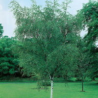 Betula pendula, 60-100 cm (Barrot) – bild 2