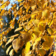 Betula pendula, 60-100 cm (Barrot) – bild 3