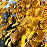 Betula pendula, 60-100 cm (Barrot) – bild 3
