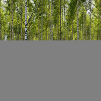 Betula pendula, 60-100 cm (Barrot) – bild 4