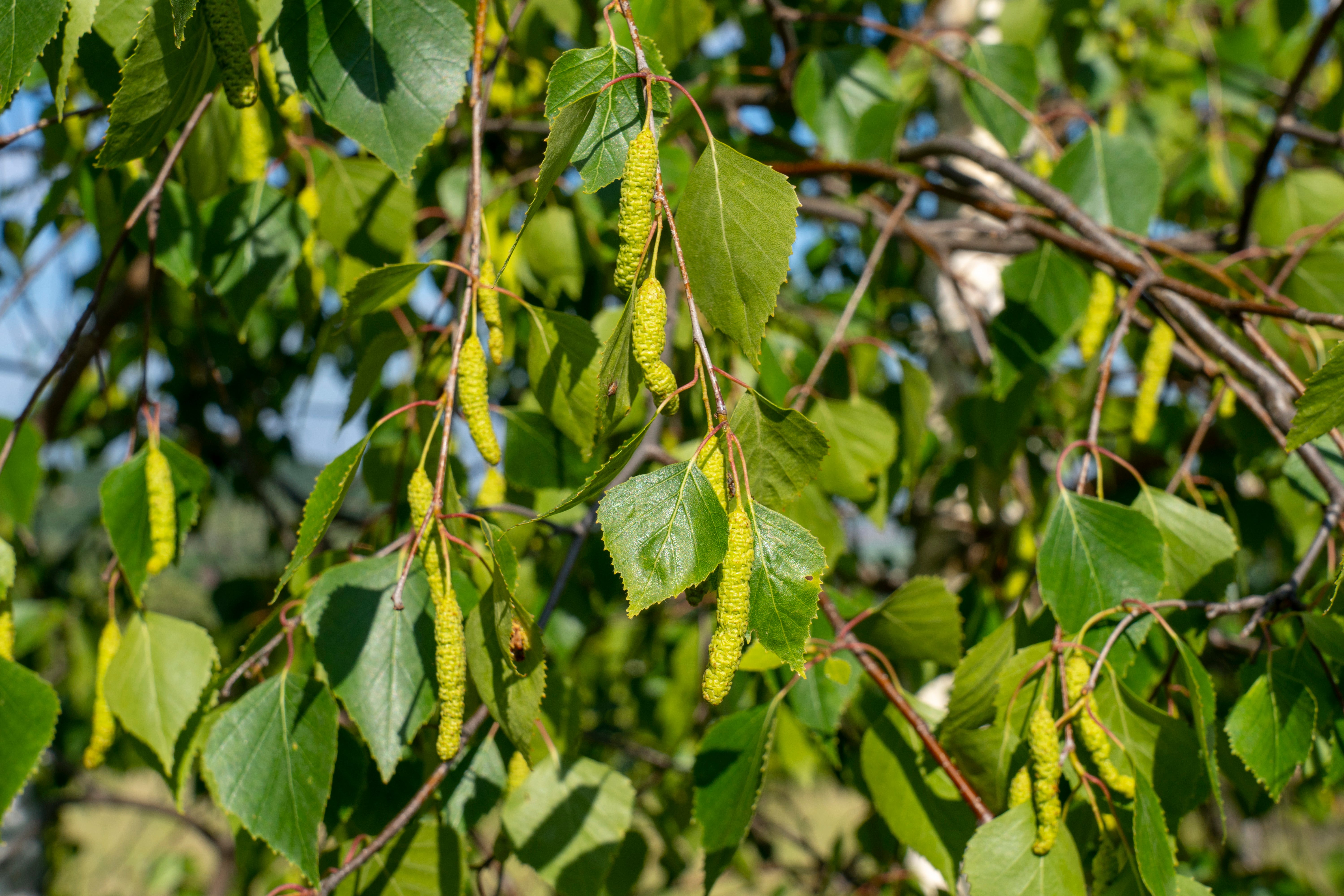 Betula pendula, 60-100 cm (Barrot) – bild 1