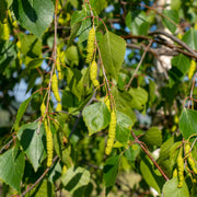 Betula pendula, 60-100 cm (Barrot) – bild 5