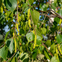Betula pendula, 60-100 cm (Barrot) – bild 5