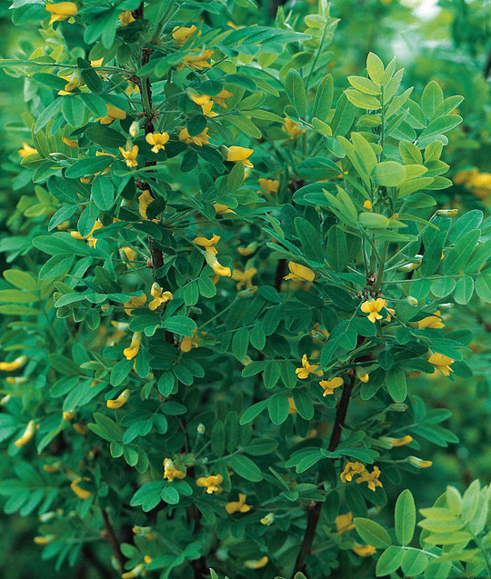 Caragana arborescens, 40-60 cm (Barrot) – bild 1