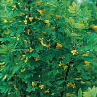 Caragana arborescens, 40-60 cm (Barrot) – bild 1