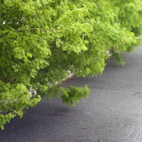 Caragana arborescens, 40-60 cm (Barrot) – bild 2