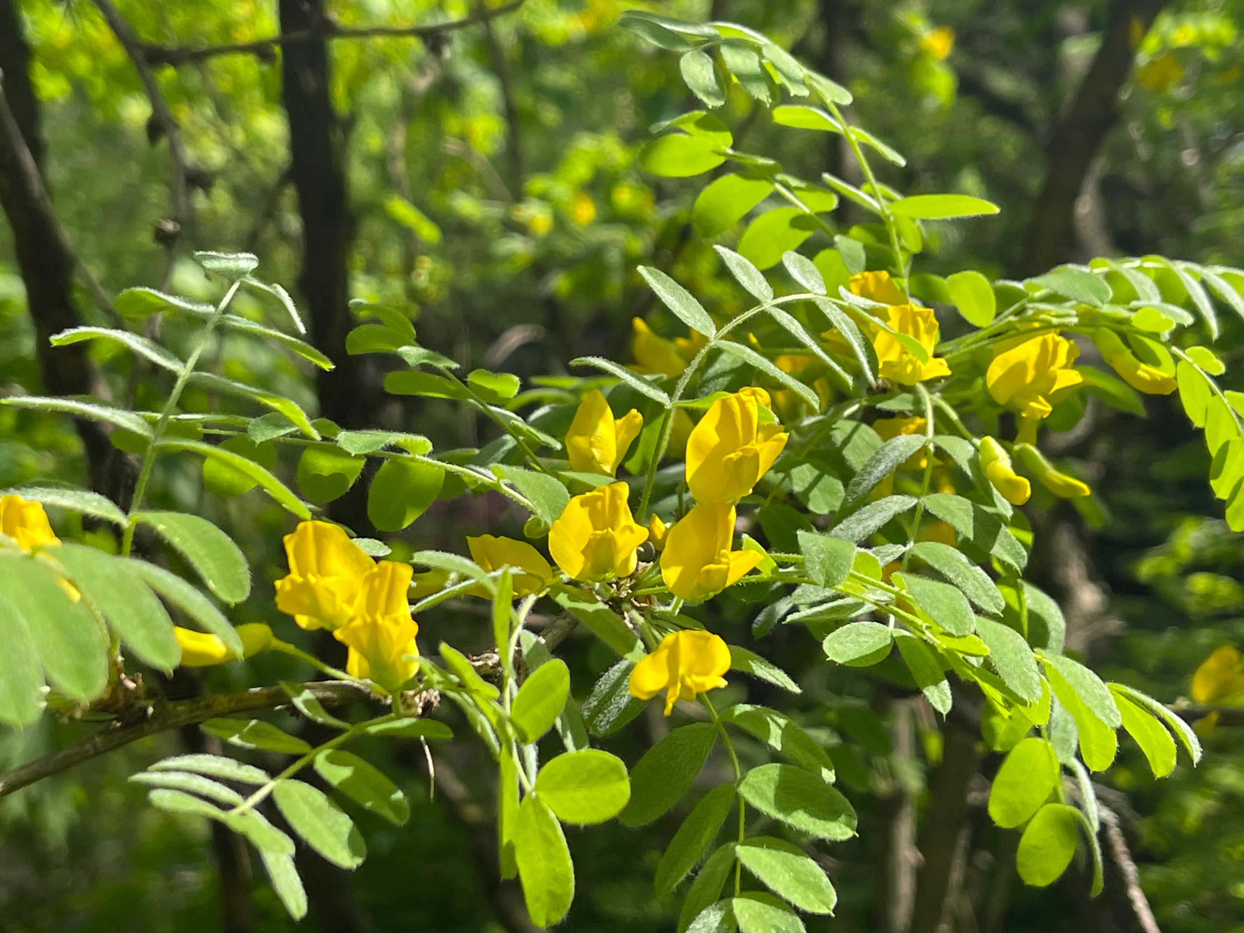 Caragana arborescens, 40-60 cm (Barrot) – bild 1