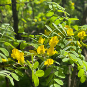 Caragana arborescens, 40-60 cm (Barrot) – bild 4