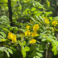 Caragana arborescens, 40-60 cm (Barrot) – bild 4