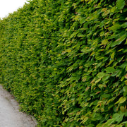 Carpinus betulus, 30-50 cm (Barrot) – bild 1