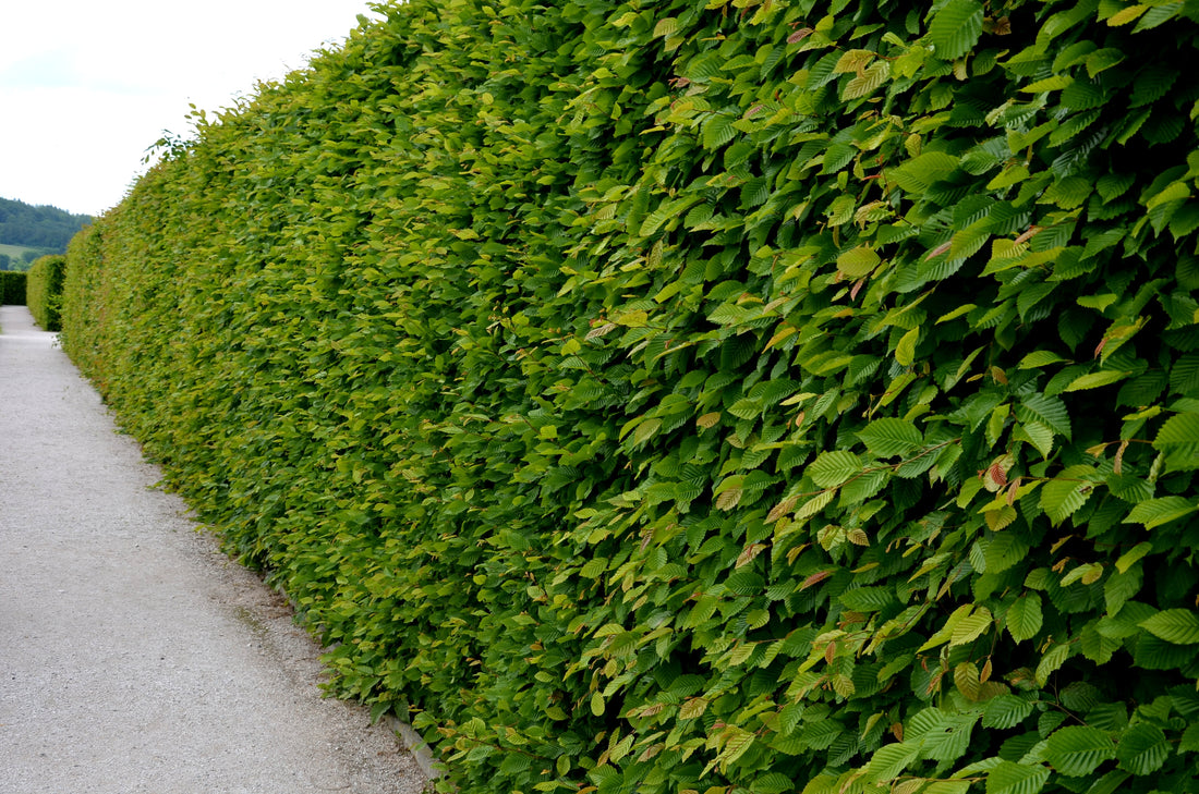 Carpinus betulus, 30-50 cm (Barrot) – bild 1