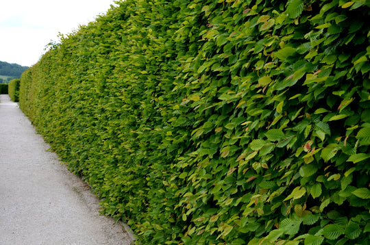 Carpinus betulus, 30-50 cm (Barrot) – bild 1