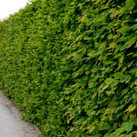 Carpinus betulus, 30-50 cm (Barrot) – bild 1