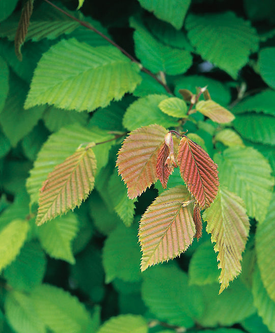 Carpinus betulus, 30-50 cm (Barrot) – bild 2