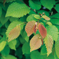 Carpinus betulus, 30-50 cm (Barrot) – bild 2