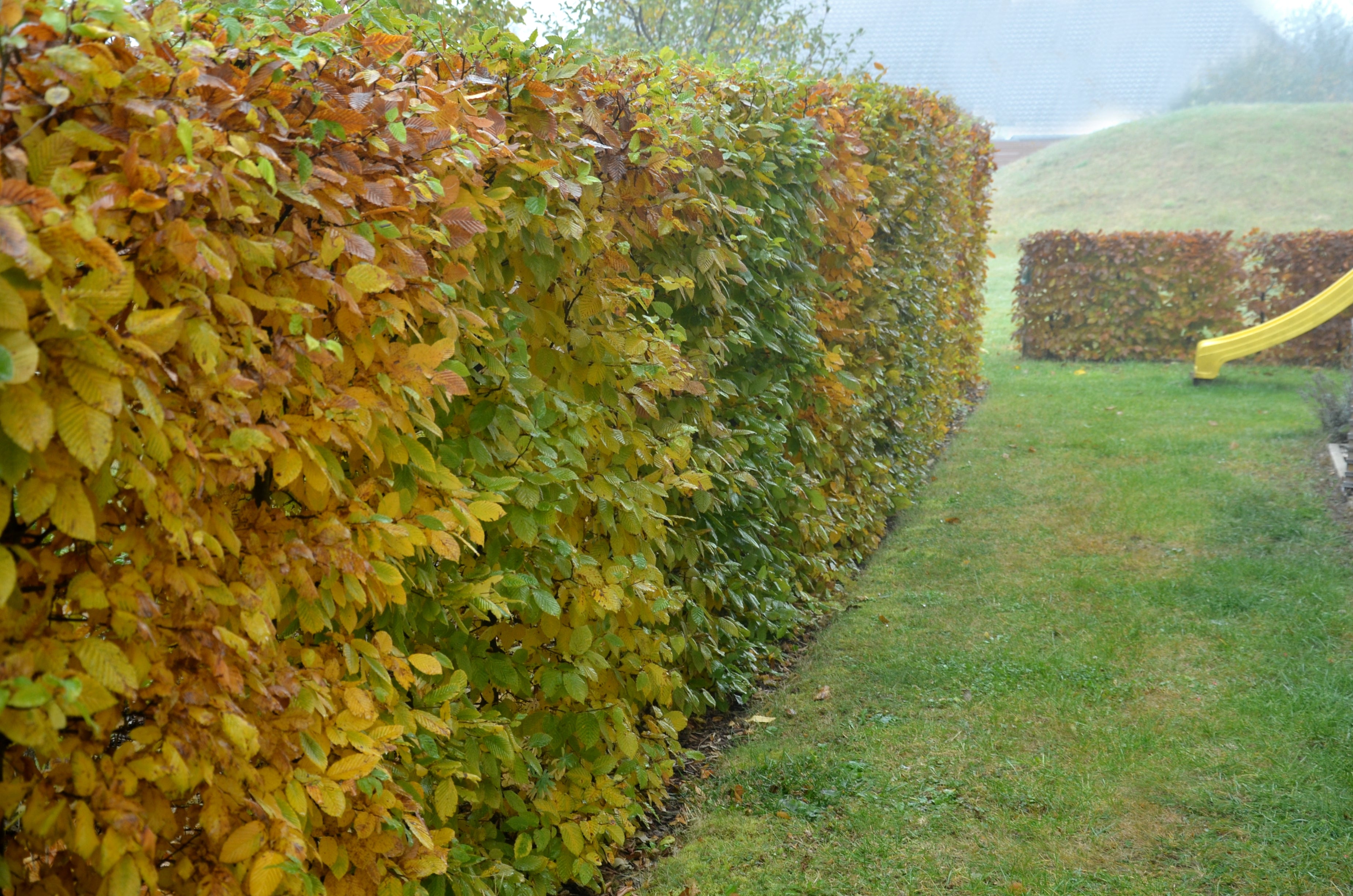 Carpinus betulus, 30-50 cm (Barrot) – bild 1