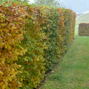 Carpinus betulus, 30-50 cm (Barrot) – bild 3