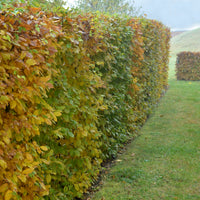 Carpinus betulus, 30-50 cm (Barrot) – bild 3
