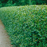 Cotoneaster lucidus, 30-50 cm (Barrot) – bild 1