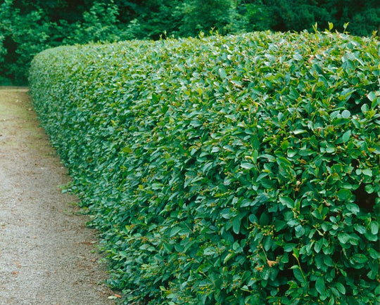 Cotoneaster lucidus, 30-50 cm (Barrot) – bild 1