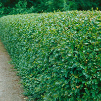 Cotoneaster lucidus, 30-50 cm (Barrot) – bild 1