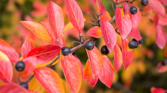 Cotoneaster lucidus, 30-50 cm (Barrot) – bild 2