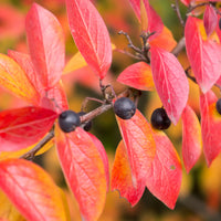 Cotoneaster lucidus, 30-50 cm (Barrot) – bild 2
