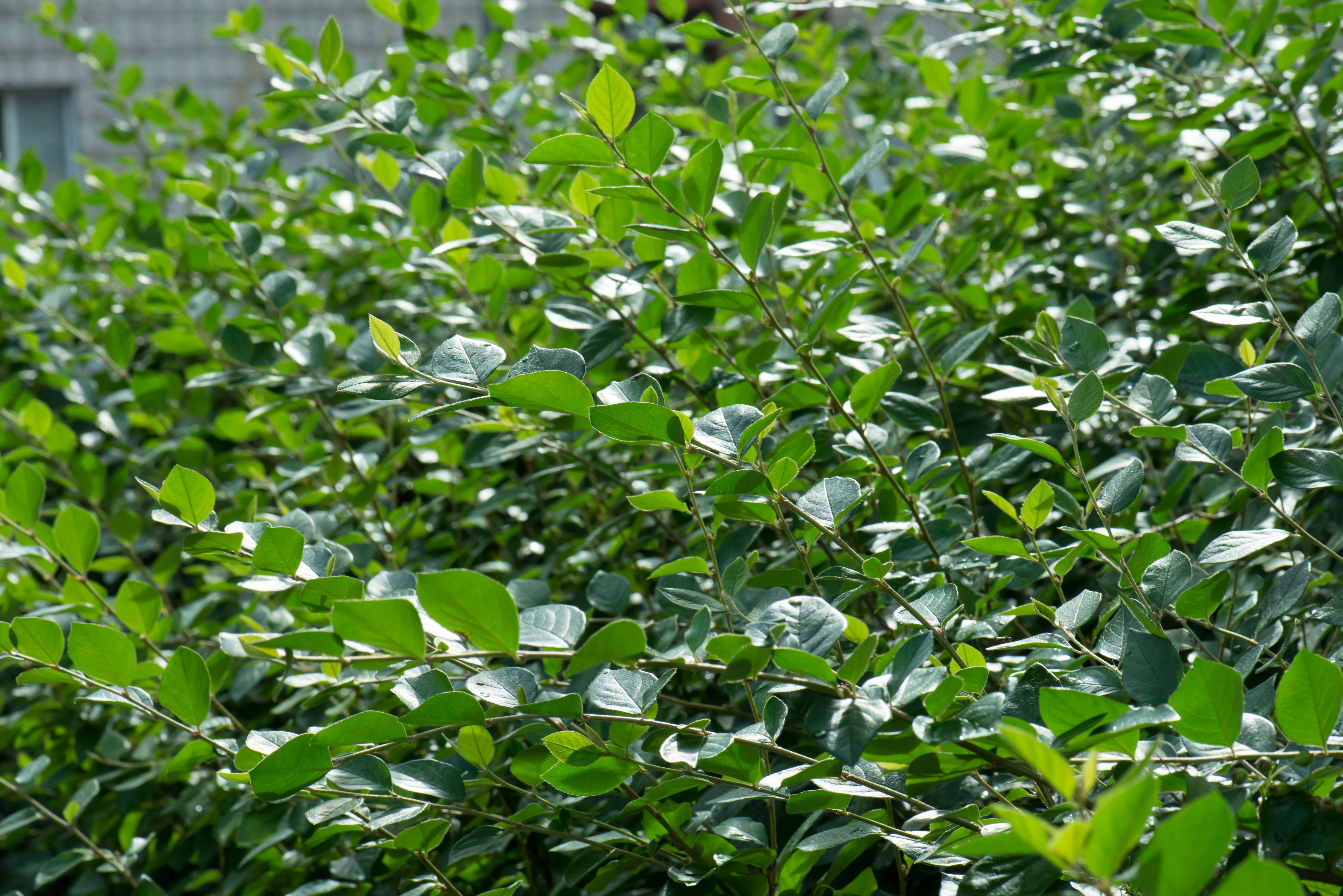 Cotoneaster lucidus, 30-50 cm (Barrot) – bild 1