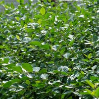 Cotoneaster lucidus, 30-50 cm (Barrot) – bild 3