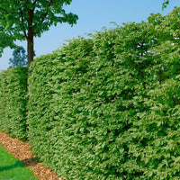 Fagus sylvatica, 50-80 cm (Barrot) – bild 1