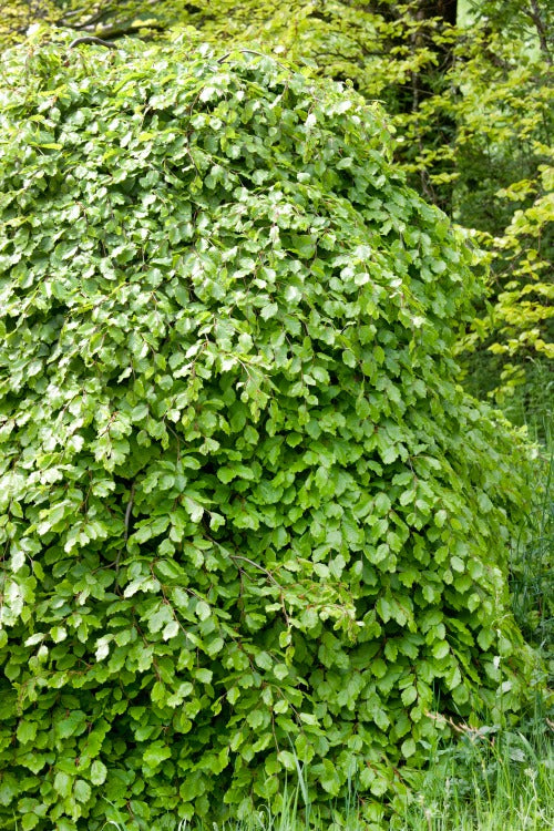 Fagus sylvatica, 50-80 cm (Barrot) – bild 2