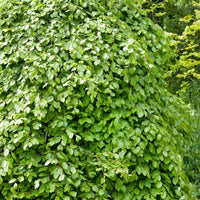 Fagus sylvatica, 50-80 cm (Barrot) – bild 2