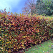 Fagus sylvatica, 50-80 cm (Barrot) – bild 3