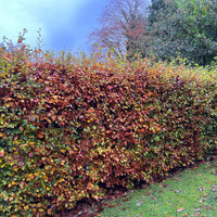 Fagus sylvatica, 50-80 cm (Barrot) – bild 3