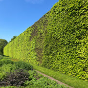 Fagus sylvatica, 50-80 cm (Barrot) – bild 4