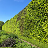 Fagus sylvatica, 50-80 cm (Barrot) – bild 4