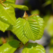 Fagus sylvatica, 50-80 cm (Barrot) – bild 5