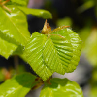 Fagus sylvatica, 50-80 cm (Barrot) – bild 5