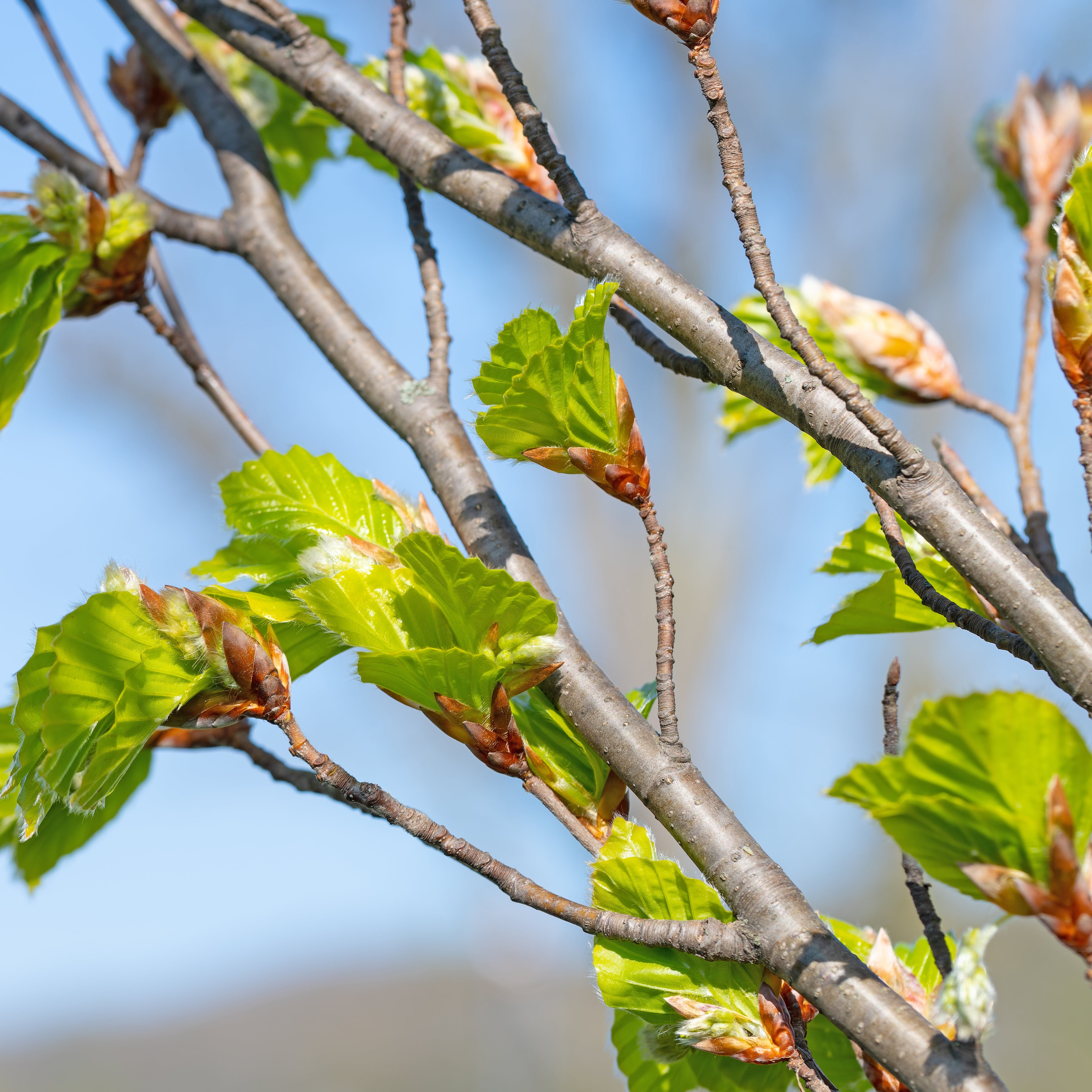 Fagus sylvatica, 50-80 cm (Barrot) – bild 1
