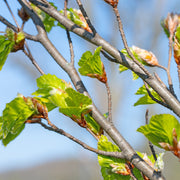 Fagus sylvatica, 50-80 cm (Barrot) – bild 6