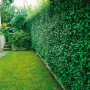 Ligustrum vulgare, 40-60 cm (Barrot) – bild 1